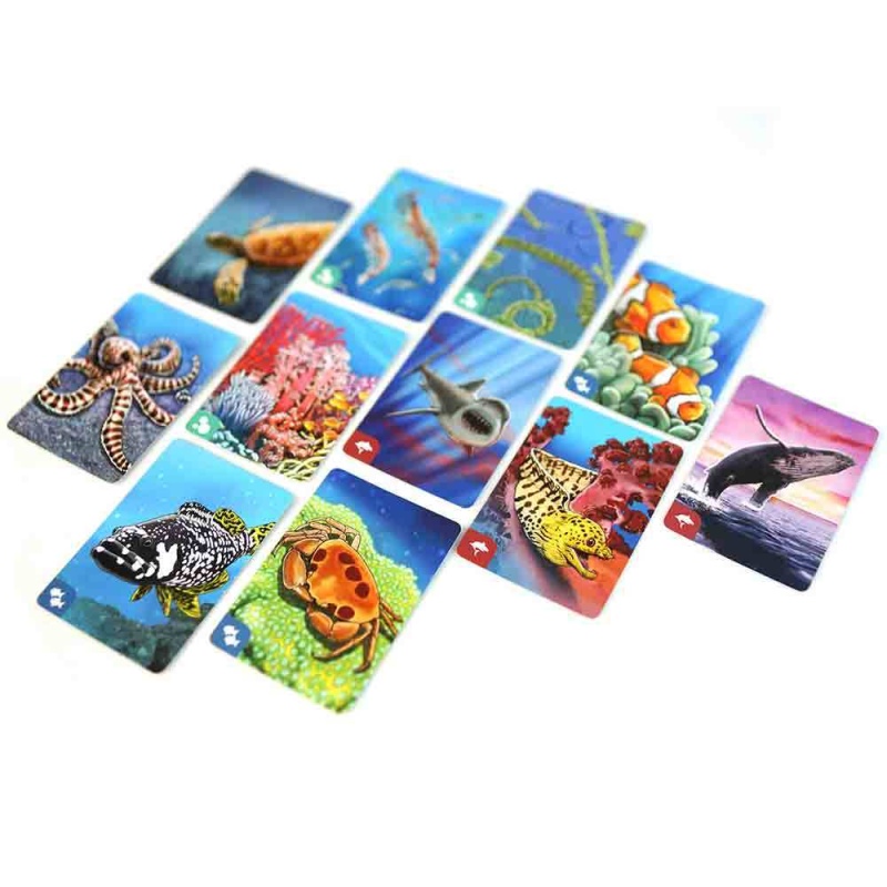 Ecosystem: Coral Reef, A Card Drafting Game Of Marine Competition