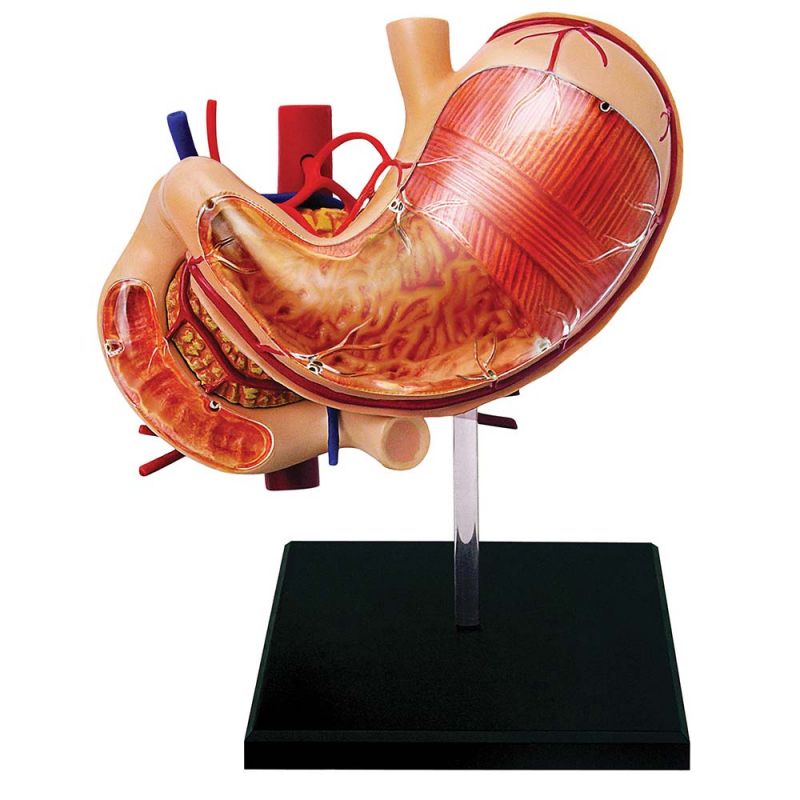 4D Stomach & Other Organs