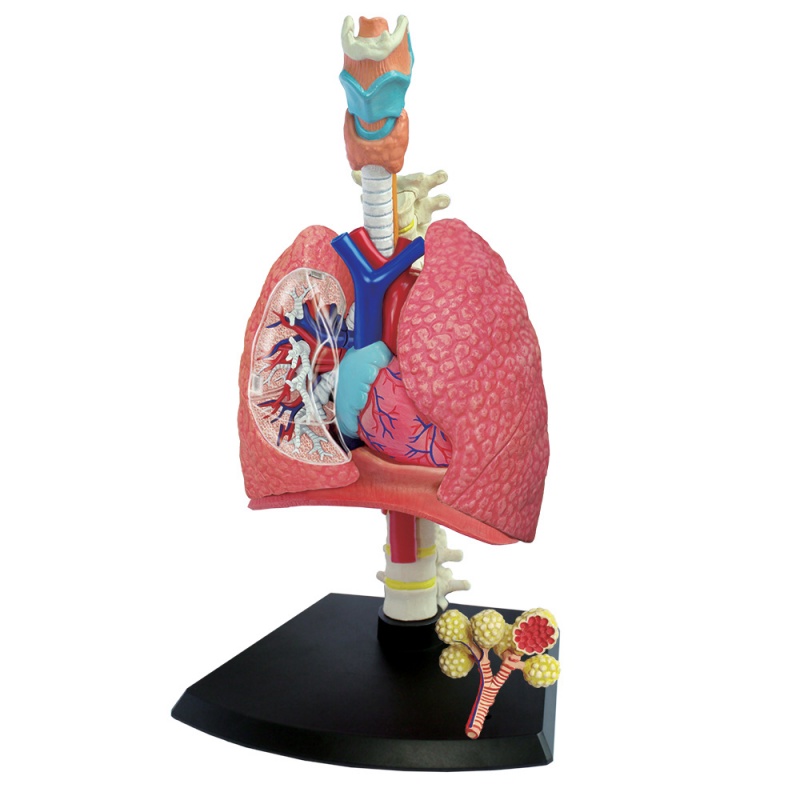 4D Respiratory System