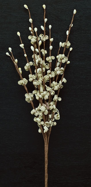 Curly Q Pick - 12" - Cream