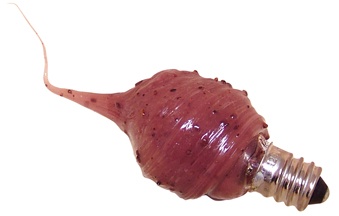 Cinnamon Spice Bulb - 4 Watt Light Bulb with Fragrance