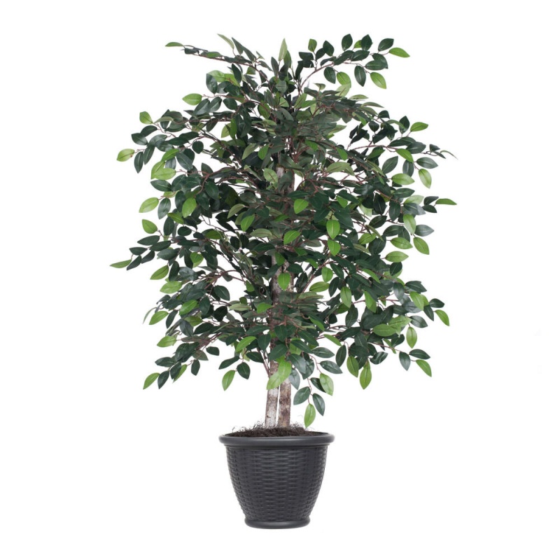 4' Mini Ficus Bush In Gray Plastic Pot