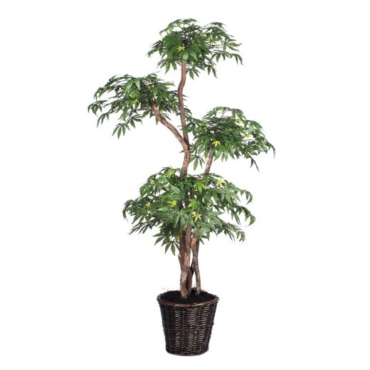 6' Multi Level Japanese Maple Tree