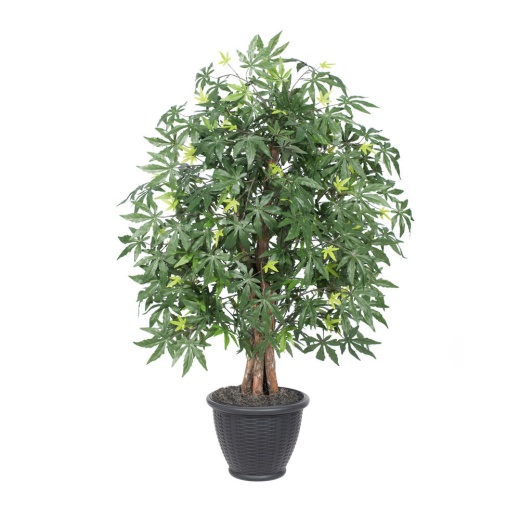 4' Japanese Maple Extra Full in Gray Pot