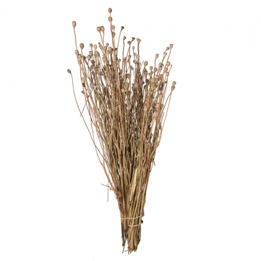 15-20" Natural Poppy Pods 4 Oz Bunch