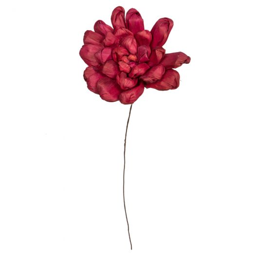 6" Bordeaux Maize Dahlia - 18" Stem, 6 Pieces per Box
