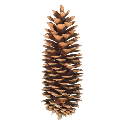 9.5"-10" Sugar Pinecone Bulk - 70 Pieces per Box