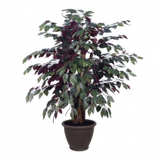 4' Capensia Extra Full In Plastic Cont