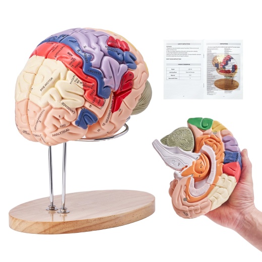 Vevor Human Brain Model Anatomy - 2X Life-Size 4-Part Detachable Brain Model