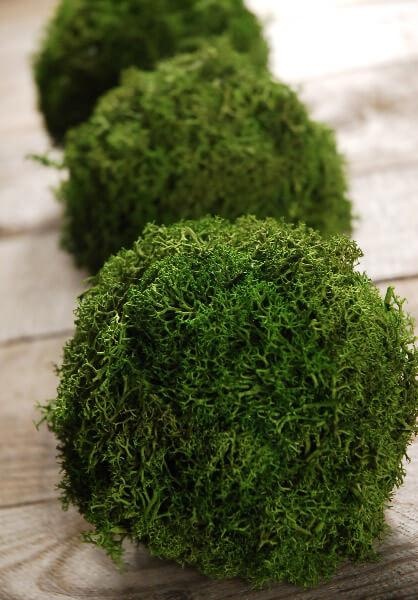 Preserved Reindeer Moss Ball 4" Set Of 3
